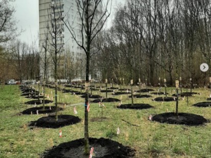 64 красных дуба посадили на месте парковки на Аэродромной