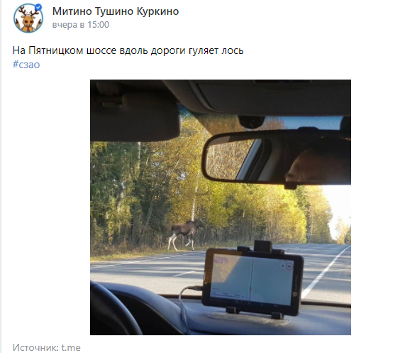Вдоль по Пятницкому в пятницу пошёл гулять лось