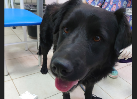 Потерявшуюся в Кузьминках собаку спасли на МКАД в Строгине
