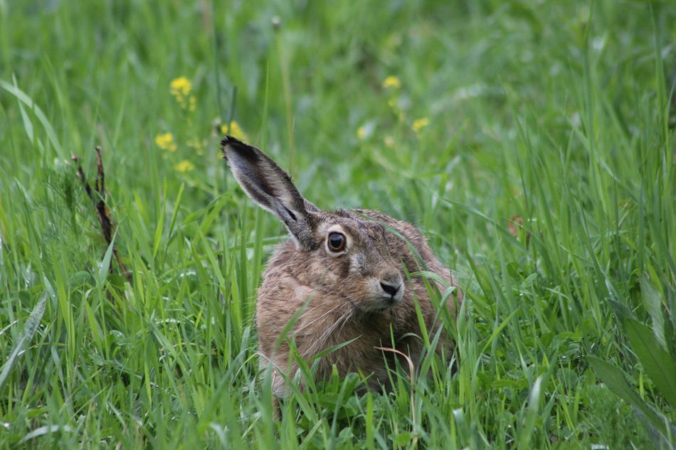 Краснокнижный заяц попался в объектив фотографа в Куркине