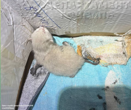 В Хорошево-Мневниках спасатели достали котенка из-под капота автомобиля
