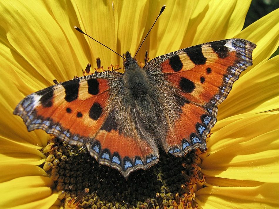 Парк «Тушино» – чемпион округа по количеству редких бабочек