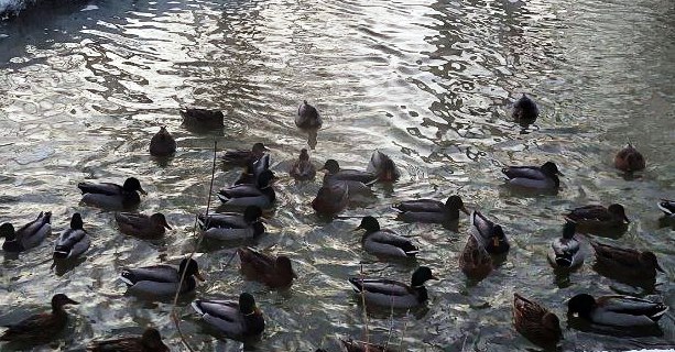 В парке «Москворецкий» водоплавающие вывели более 100 птенцов