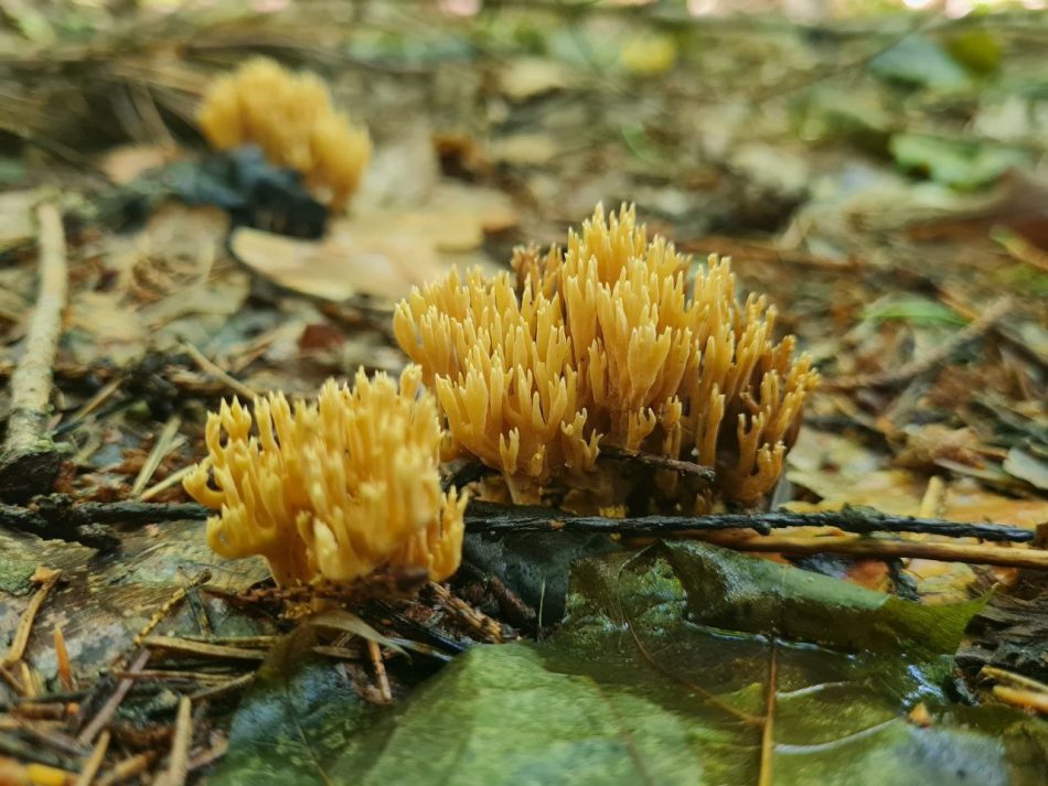 В Тушинском парке обнаружили необычные грибы в виде кораллов
