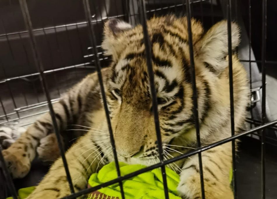 Жительница Строгина спасла краснокнижного тигра