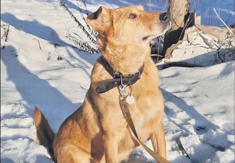 Жители Северного Тушина объединились, чтобы спасти бездомную собаку