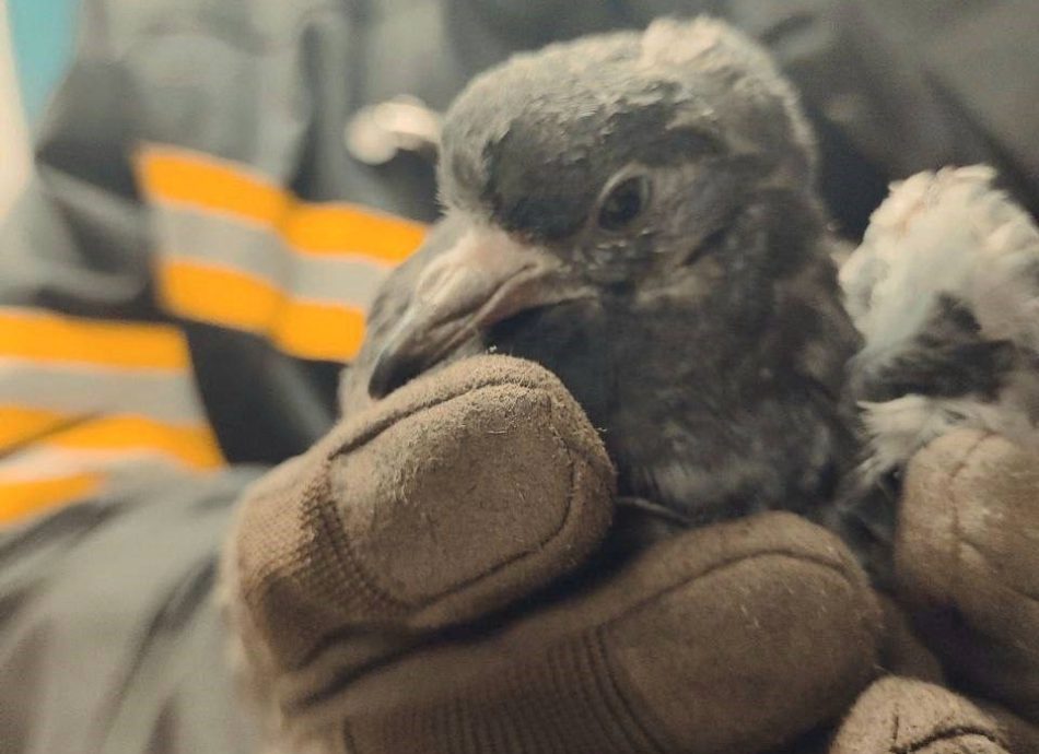 В Строгине спасли упавшего в шахту голубя