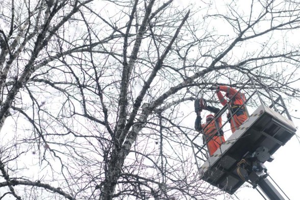 Тополям и ясеням в округе начали менять «причёску»