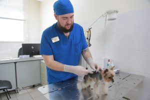 Кошек и собак в СЗАО можно бесплатно привить от бешенства