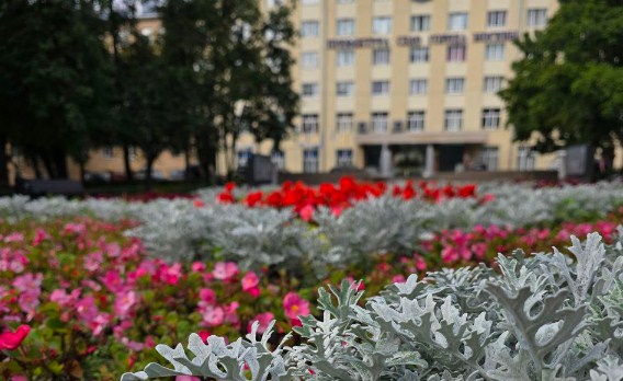 Однолетние цинерарии, алиссум и бегонии украсили клумбы в СЗАО
