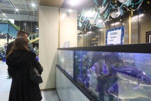 На рыбном рынке в Митине угостят карпом и блинами